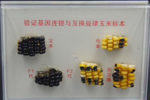 驗證基因連鎖與互換規律玉米標本