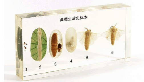 桑蠶生活史標本