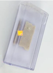 寄生絳蟲囊尾蚴豬肉浸制標(biāo)本